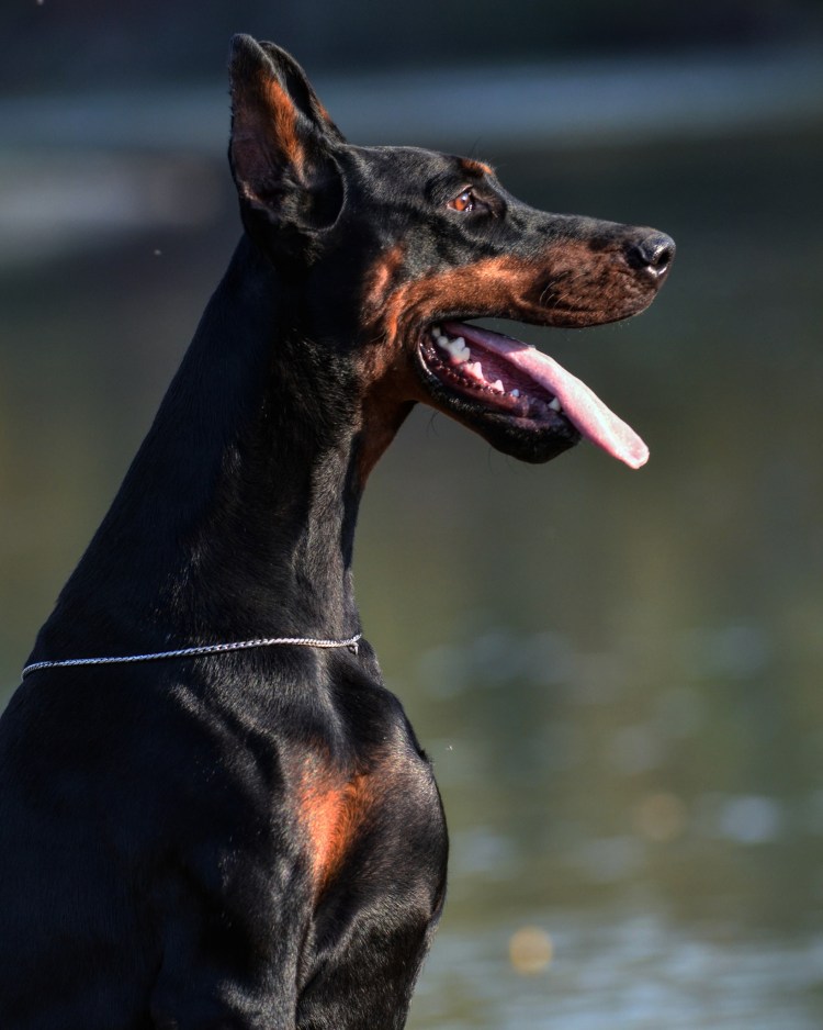 Мини Доберман-пинчер