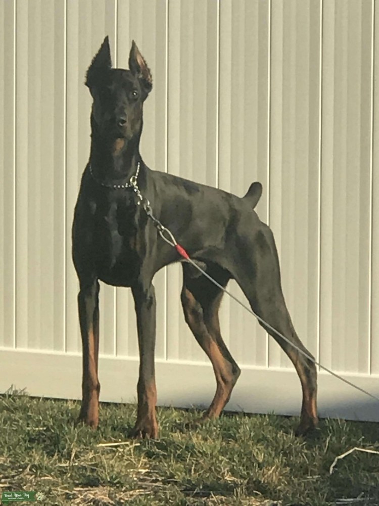 Доберман некупированный