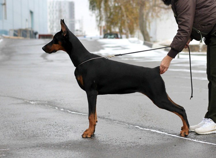 Доберман некупированный