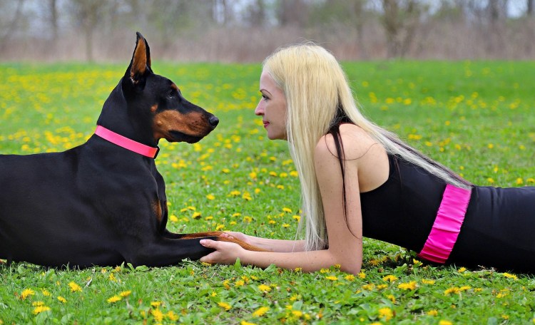 Стаффордширский терьер и Доберман