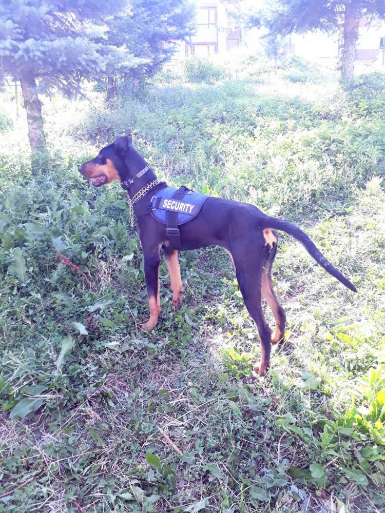 Доберман некупированный