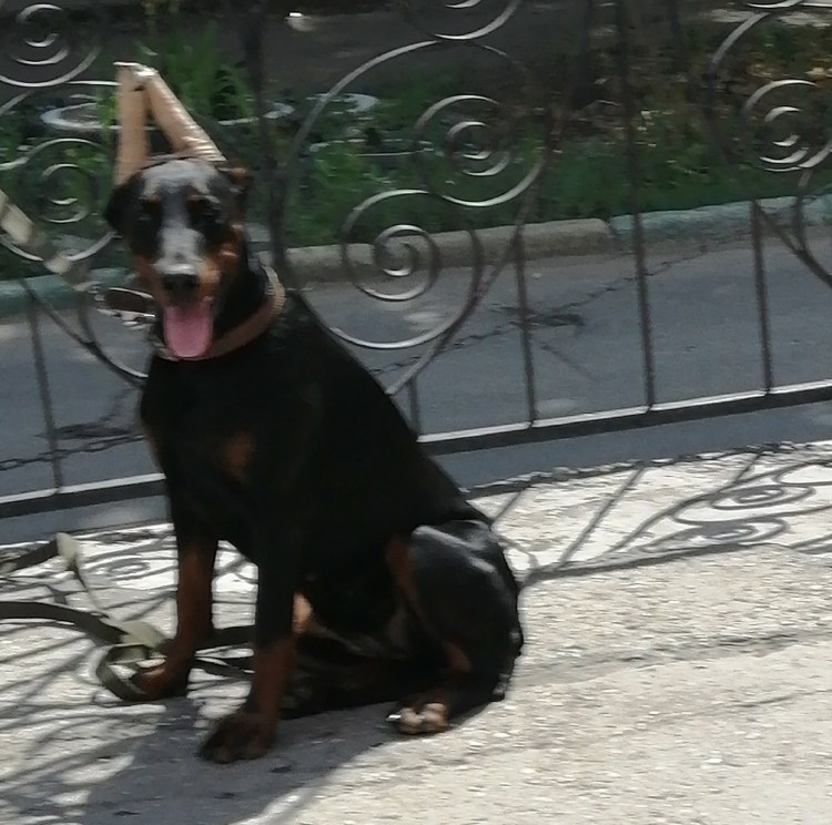 Доберман с некупированными ушами