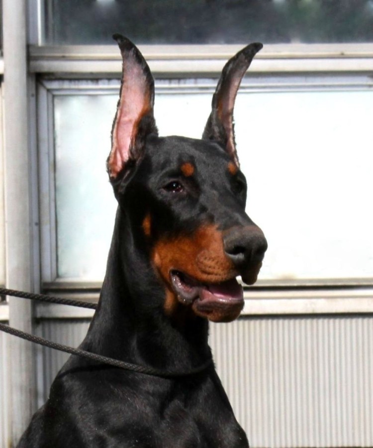 Собака Доберман