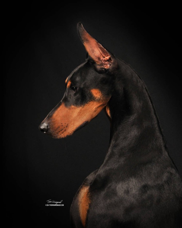 Мраморный Доберман