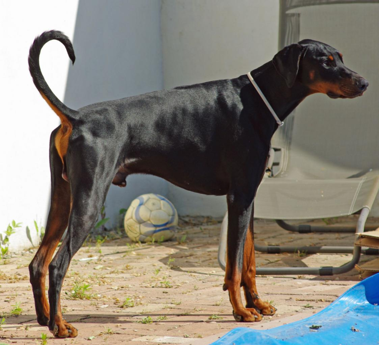 Доберман и хаски