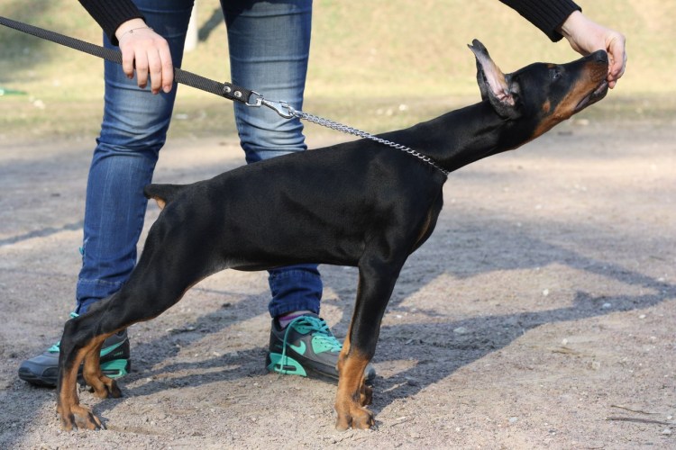 Доберман самка