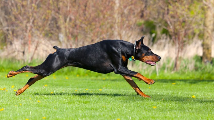 Доберман с некупированными ушами