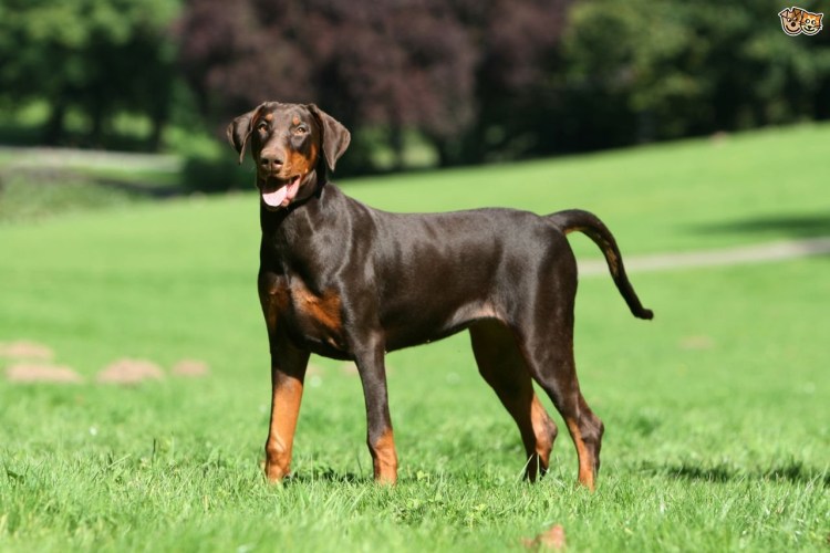 Цвергпинчер стандарт породы щенки