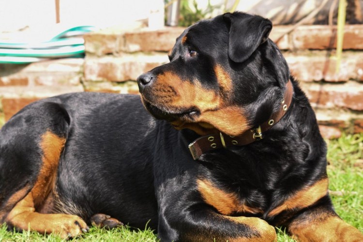 Золотистый ротвейлер