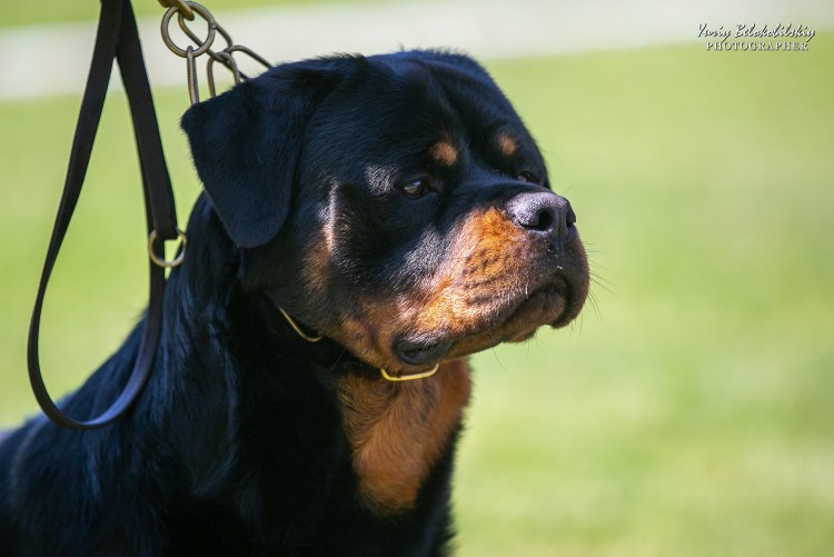 Ротвейлер чепрачный