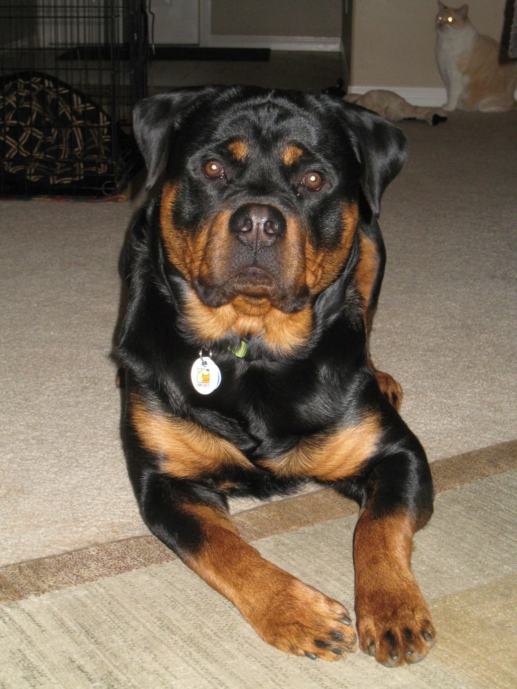 Старотипный ротвейлер