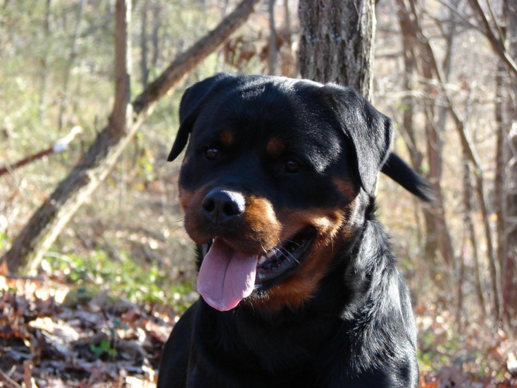 Ротвейлер щенок лежит