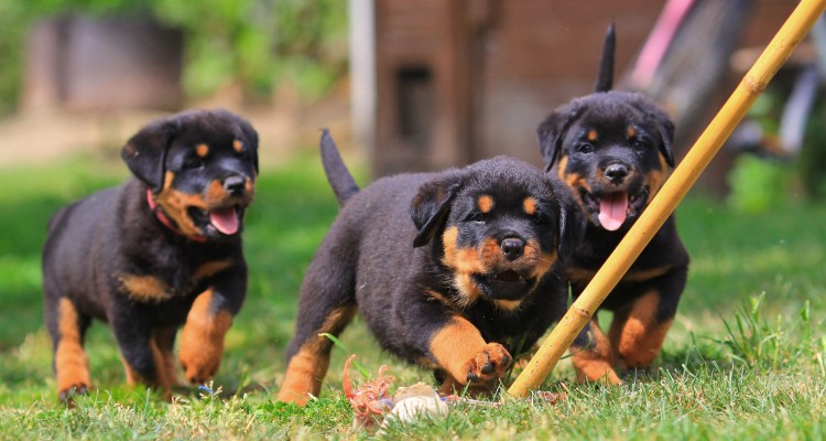 Ротвейлер взрослый самец