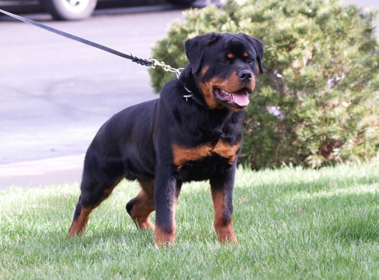 Метис ротвейлера и немецкой овчарки