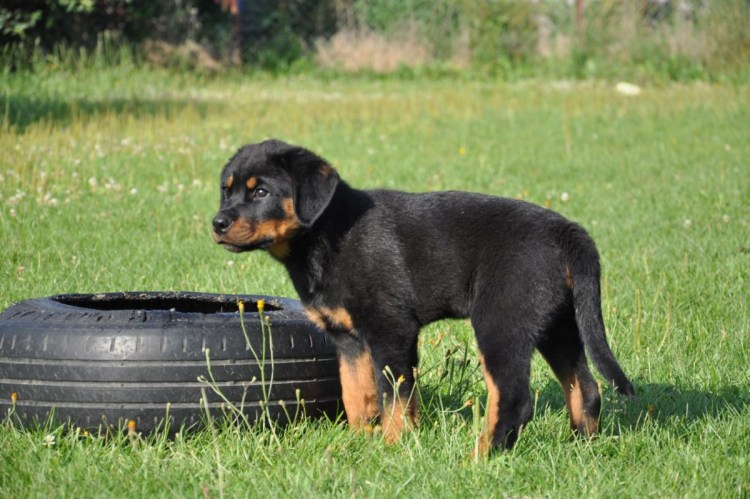 Альбурт Цейс ротвейлер