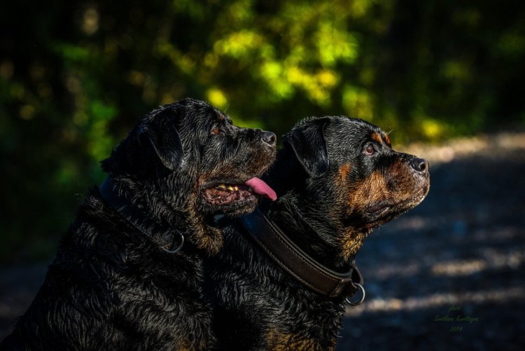 Помесь ротвейлера