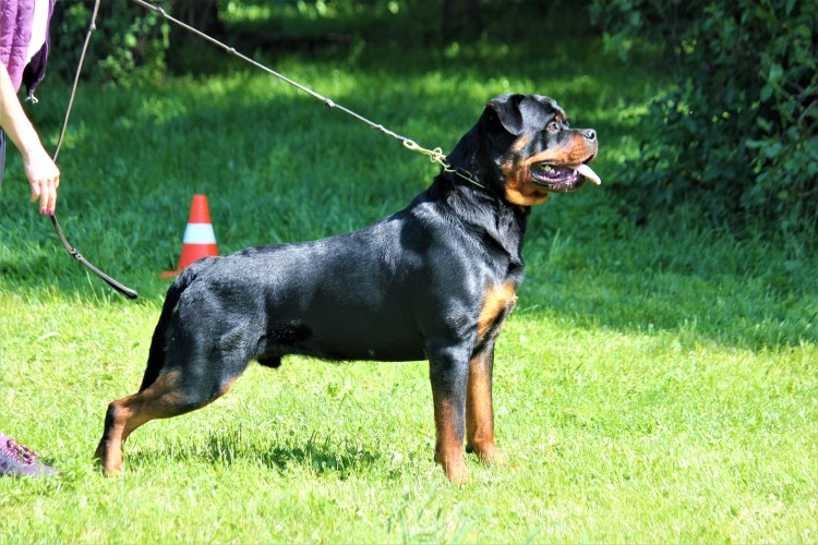 Королевский ротвейлер