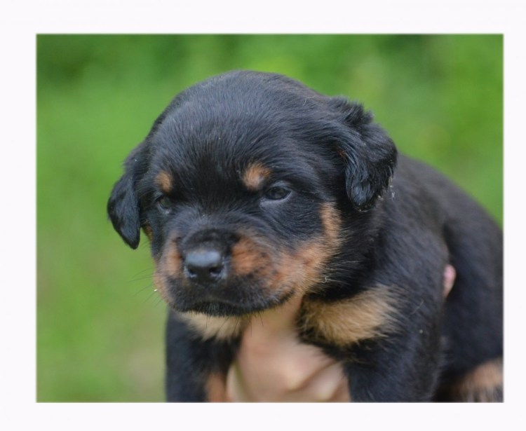 Ротвейлер Бьюдель