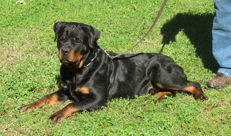 Ротвейлер и Вест терьер