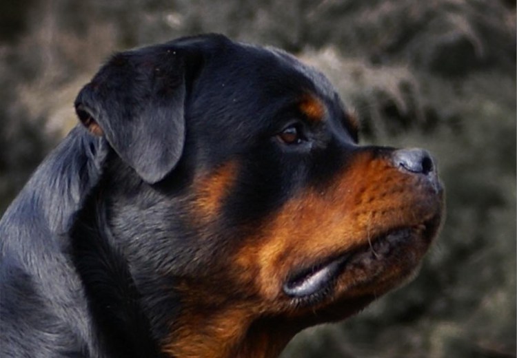 Карликовый ротвейлер