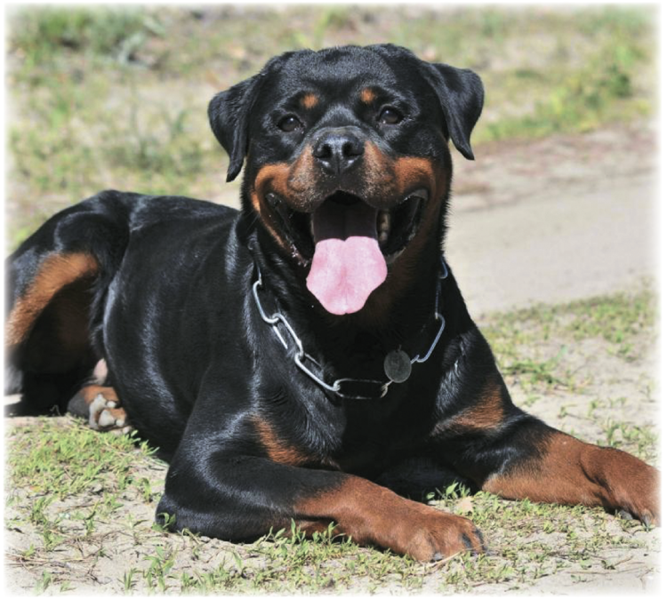 Ротвейлер Шергард