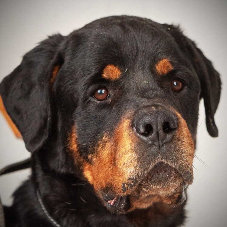 Ротвейлер бежевый