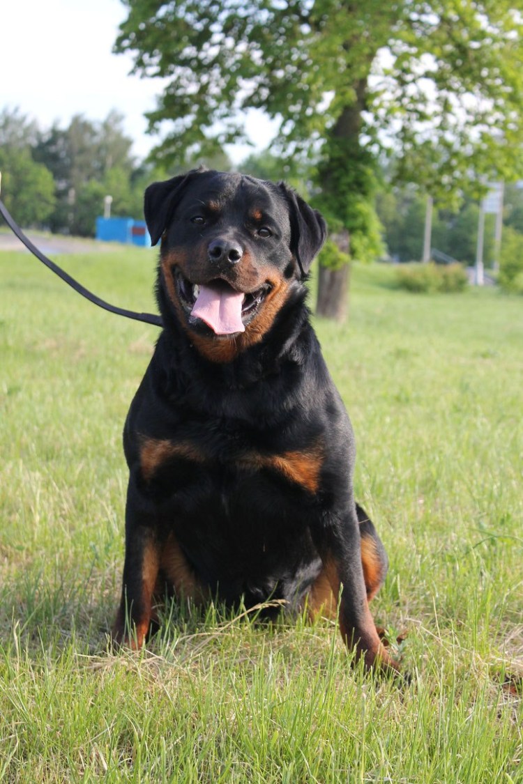 Финский ротвейлер