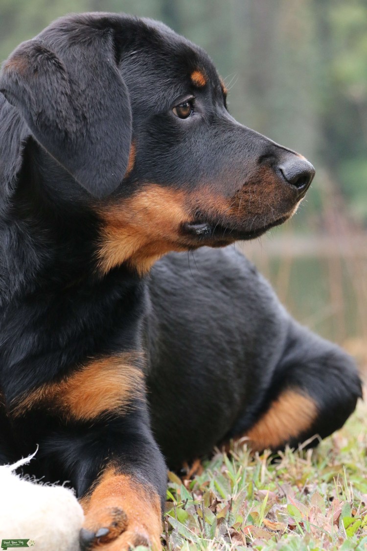 Vom haus Helen питомник ротвейлеров