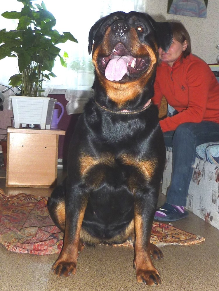 Бойцовские собаки ротвейлер