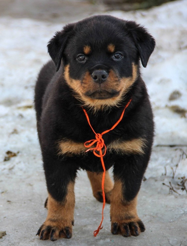 Ротвейлер и риджбек