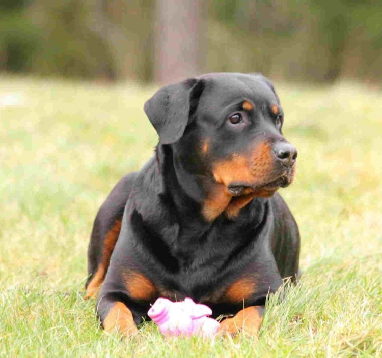 Ротвейлер длинношерстный