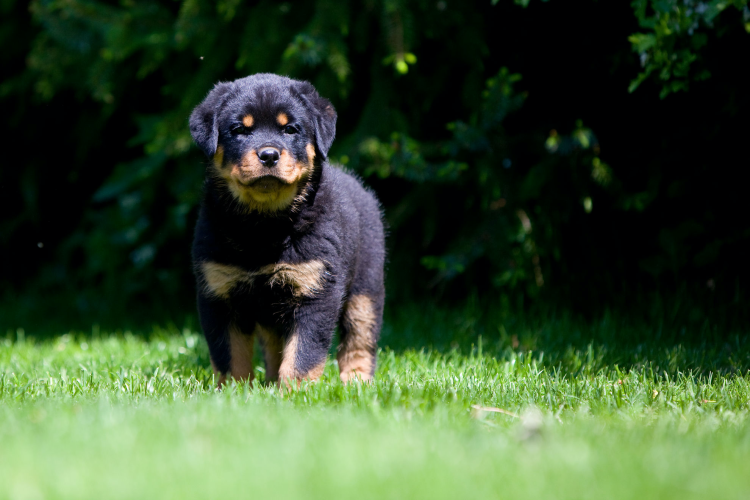 Rottweiler with Blue Eyes