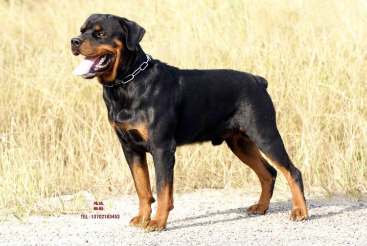 Ротвейлер 10 месяцев фото