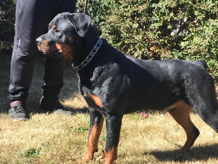 Серебристый ротвейлер