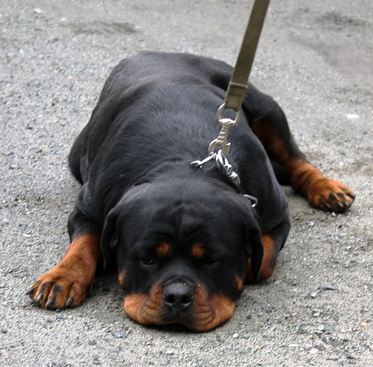 Ротвейлер Лапкинс