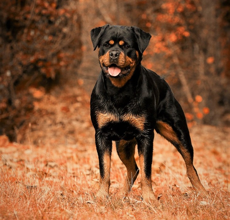 Ротвейлер терьер