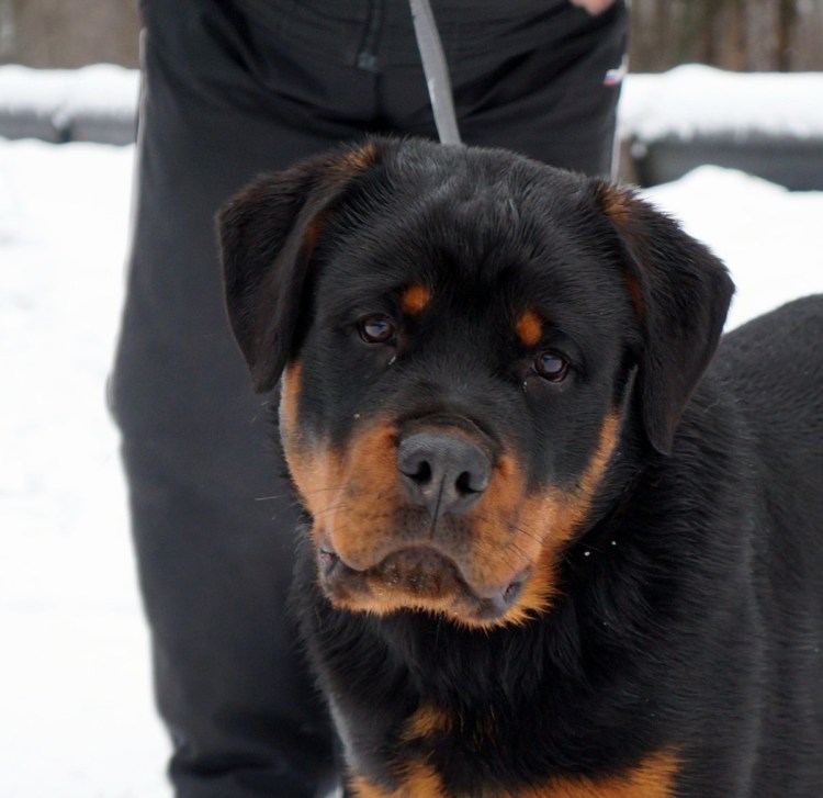 Щенок ротвейлера 3 месяца