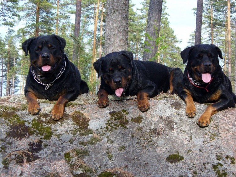 Собаки ротвейлер в добрые руки