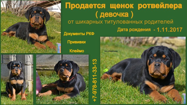 Финский ротвейлер