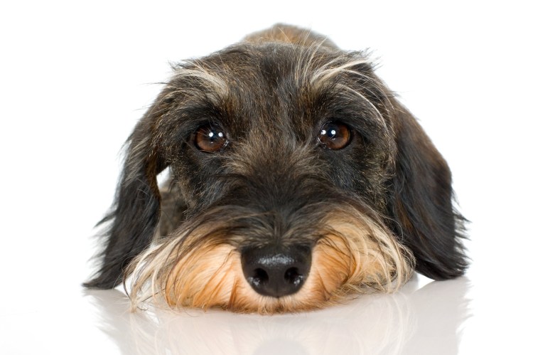 Жёсткошёрстная такса белая