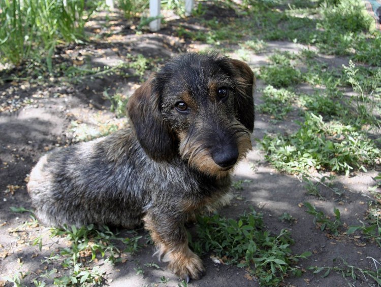 Жесткошерстная такса