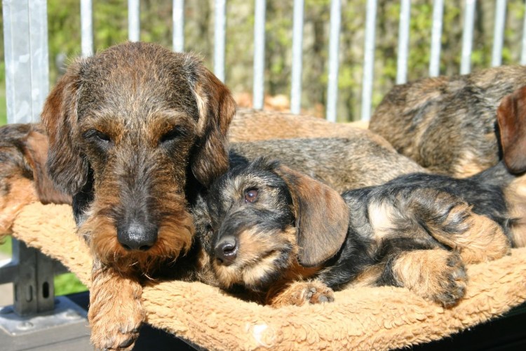 Такса кроличья жесткошерстная