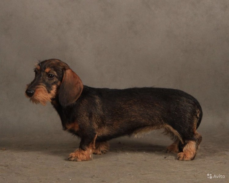 Такса собака жесткошерстный