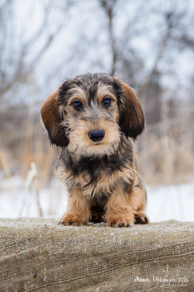 Такса кроличья жесткошерстная