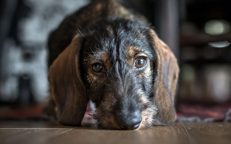 Жесткошерстная такса