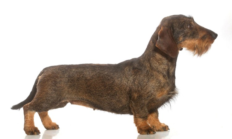 Такса карликовая жесткошерстная