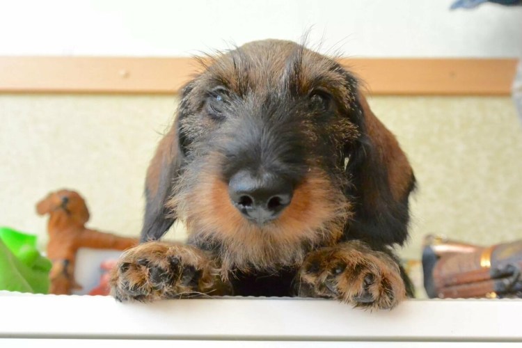 Жесткошерстная такса