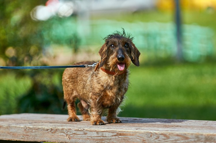 Жесткошерстная такса