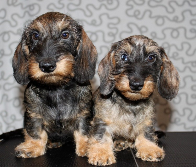 Такса карликовая жесткошерстная