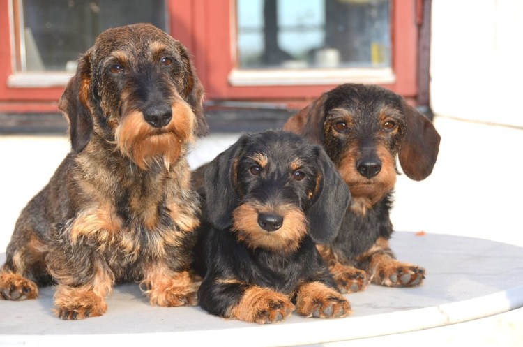 Такса кроличья жесткошерстная